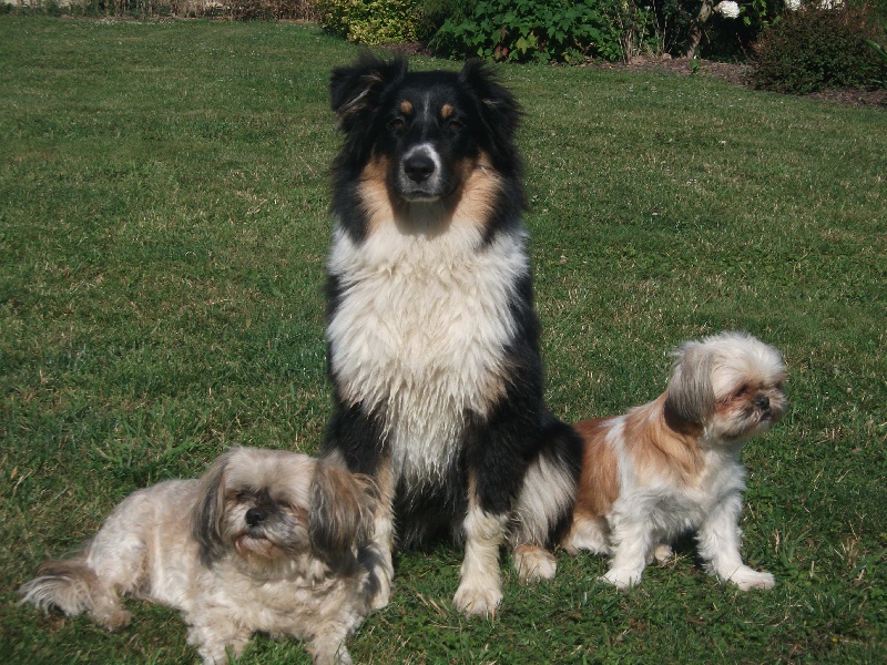 Gipsy Ad Beatus Canis