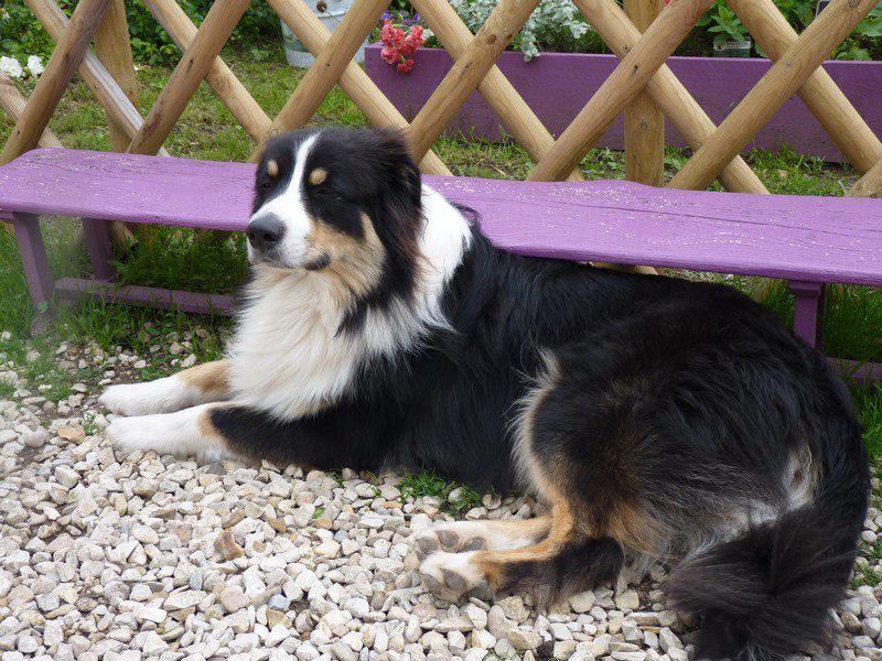Gommez Ad Beatus Canis