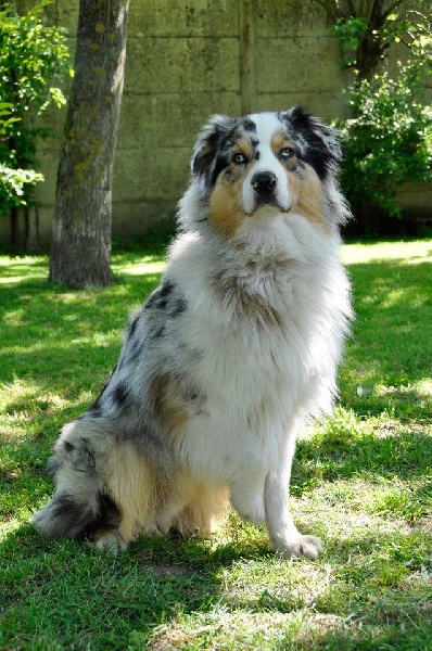 Gallito Ad Beatus Canis