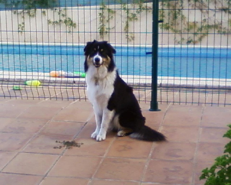Garde a vous, dit goliath Ad Beatus Canis