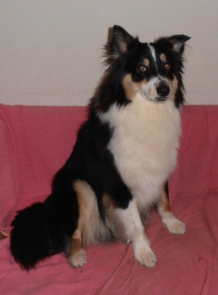Gavotte Ad Beatus Canis