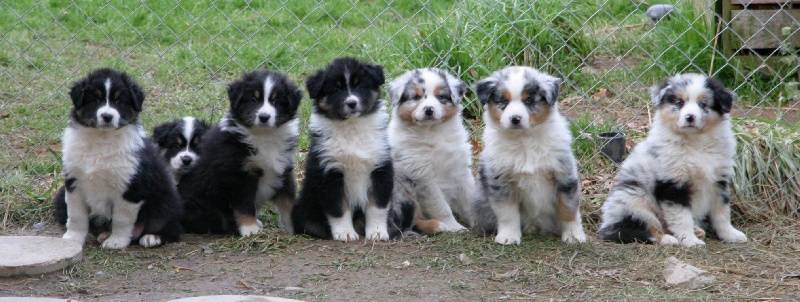 les chiots